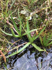 Claytonia acutifolia