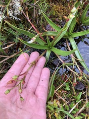 Claytonia acutifolia
