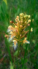 Platanthera x corderi