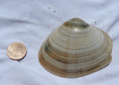 Mactra stultorum
