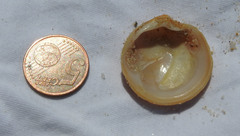 Dosinia exoleta