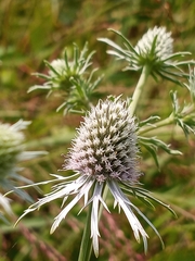 Eryngium aquaticum