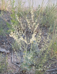 Eriogonum polycladon