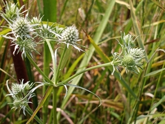 Eryngium aquaticum