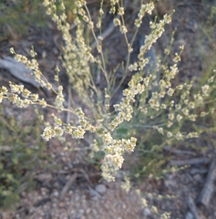 Eriogonum polycladon