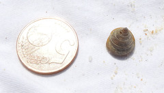 Calliostoma zizyphinum