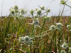 Eryngium aquaticum