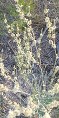 Eriogonum polycladon