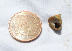 Calliostoma zizyphinum