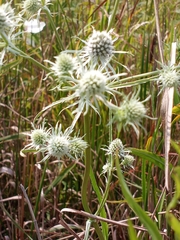 Eryngium aquaticum