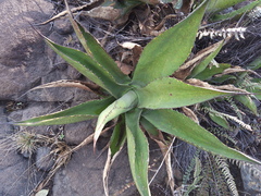 Agave inaequidens