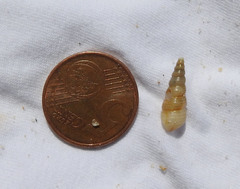 Turritellinella tricarinata