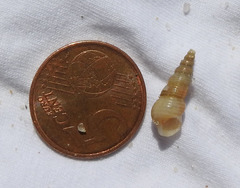 Turritellinella tricarinata