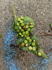 Pachypsylla celtidismamma