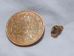Tricolia speciosa
