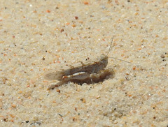 Sphingonotus imitans