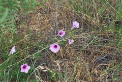 Ipomoea leptophylla