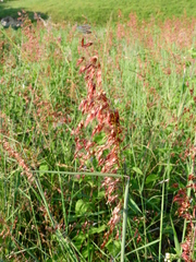 Melinis repens