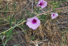 Ipomoea leptophylla
