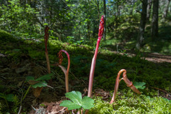 Corallorhiza maculata occidentalis