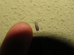 Neoheliodines