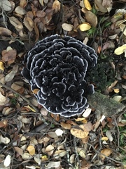 Phellodon sinclairii