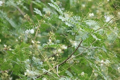 Albizia amara