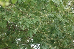 Albizia amara