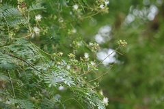 Albizia amara