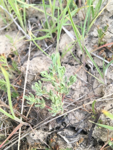 Alkali Seaheath seedling