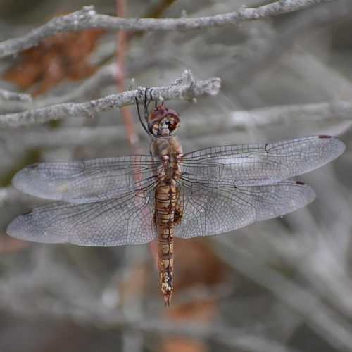 iNaturalist observation photo of Spot-winged Glider