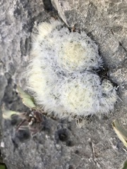 Mammillaria plumosa