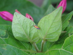 Neoheliodines arizonense