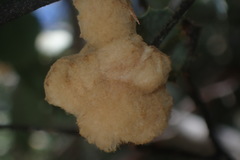 Heteroecus dasydactyli