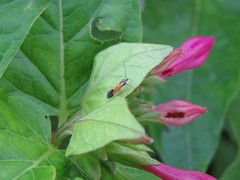 Neoheliodines arizonense