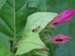 Neoheliodines arizonense