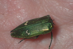 Buprestis langii