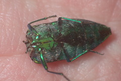 Buprestis langii