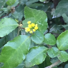 Azara serrata