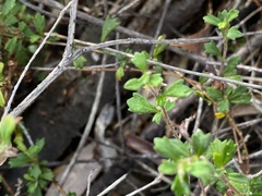Xanthosia tridentata