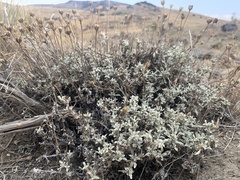 Eriophyllum lanatum integrifolium