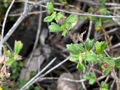 Xanthosia tridentata