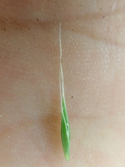 Festuca subulata