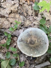 Russula modesta