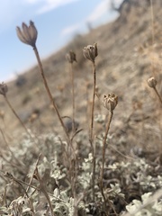 Eriophyllum lanatum integrifolium