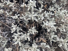 Eriophyllum lanatum integrifolium