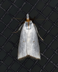 Argyria gonogramma