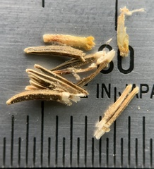 Eriophyllum lanatum integrifolium