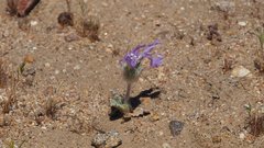 Salvia carduacea