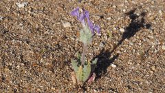 Salvia carduacea